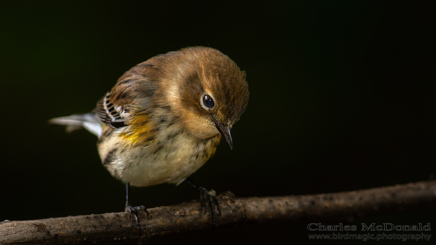 Yellow-rumped Warbler