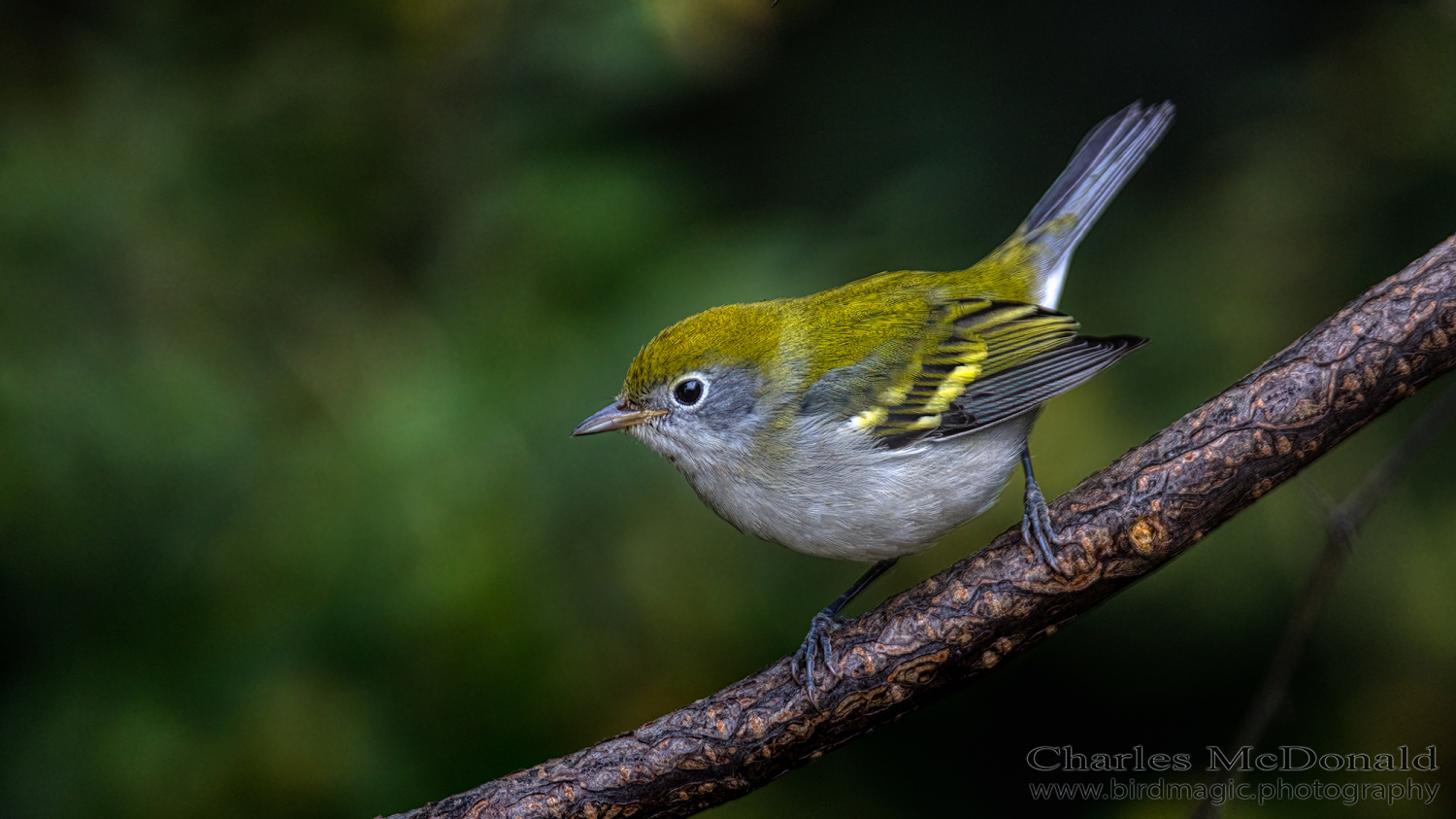 Chestnut-sided Warbler