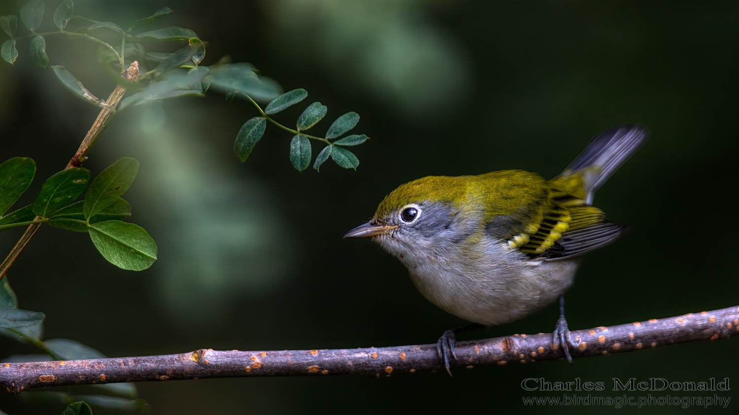 Chestnut-sided Warbler