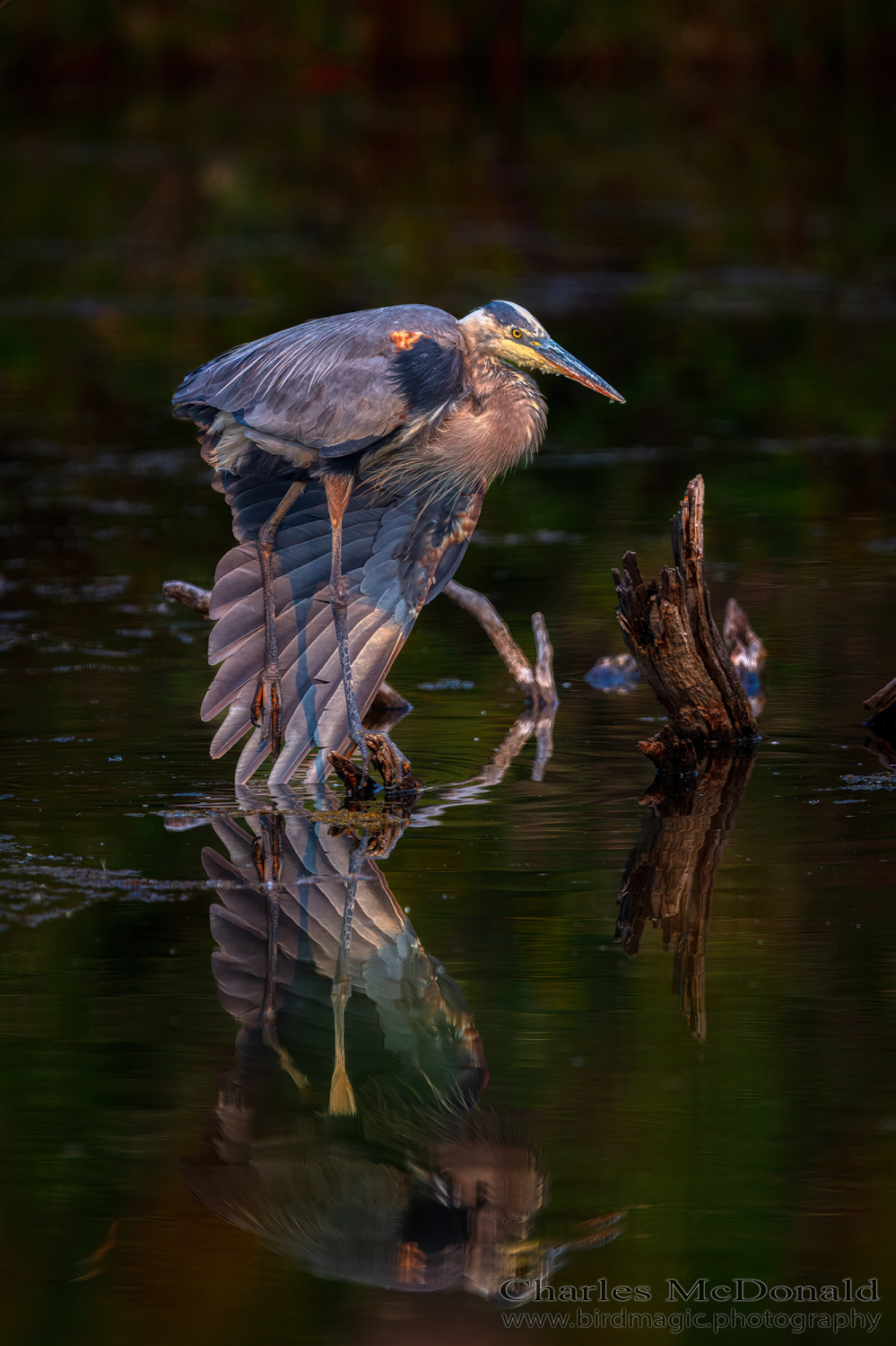 Great Blue Heron