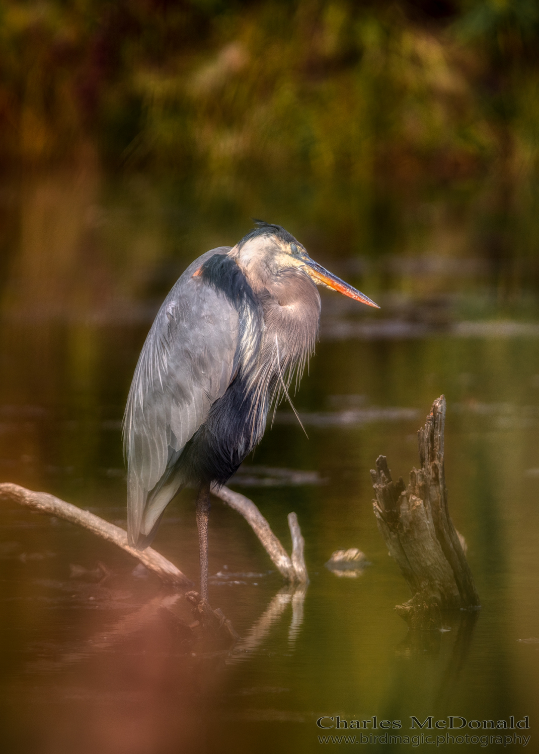 Great Blue Heron