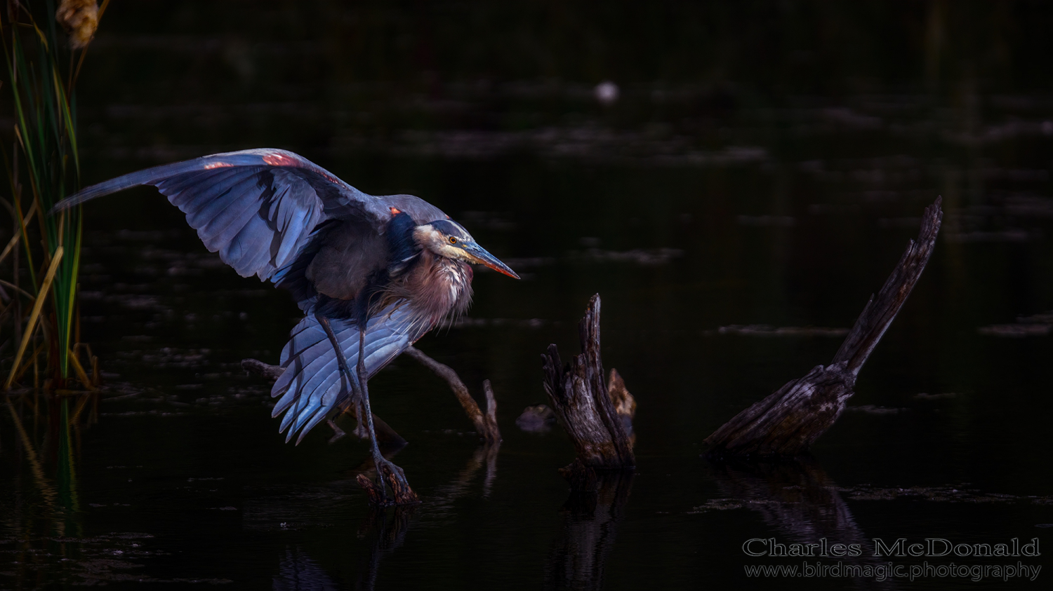 Great Blue Heron