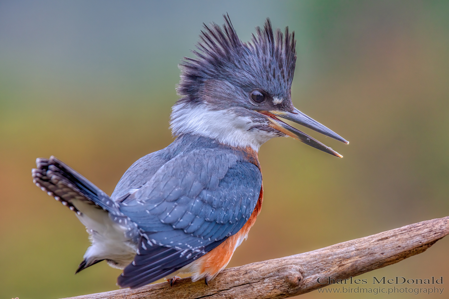 Belted Kingfisher