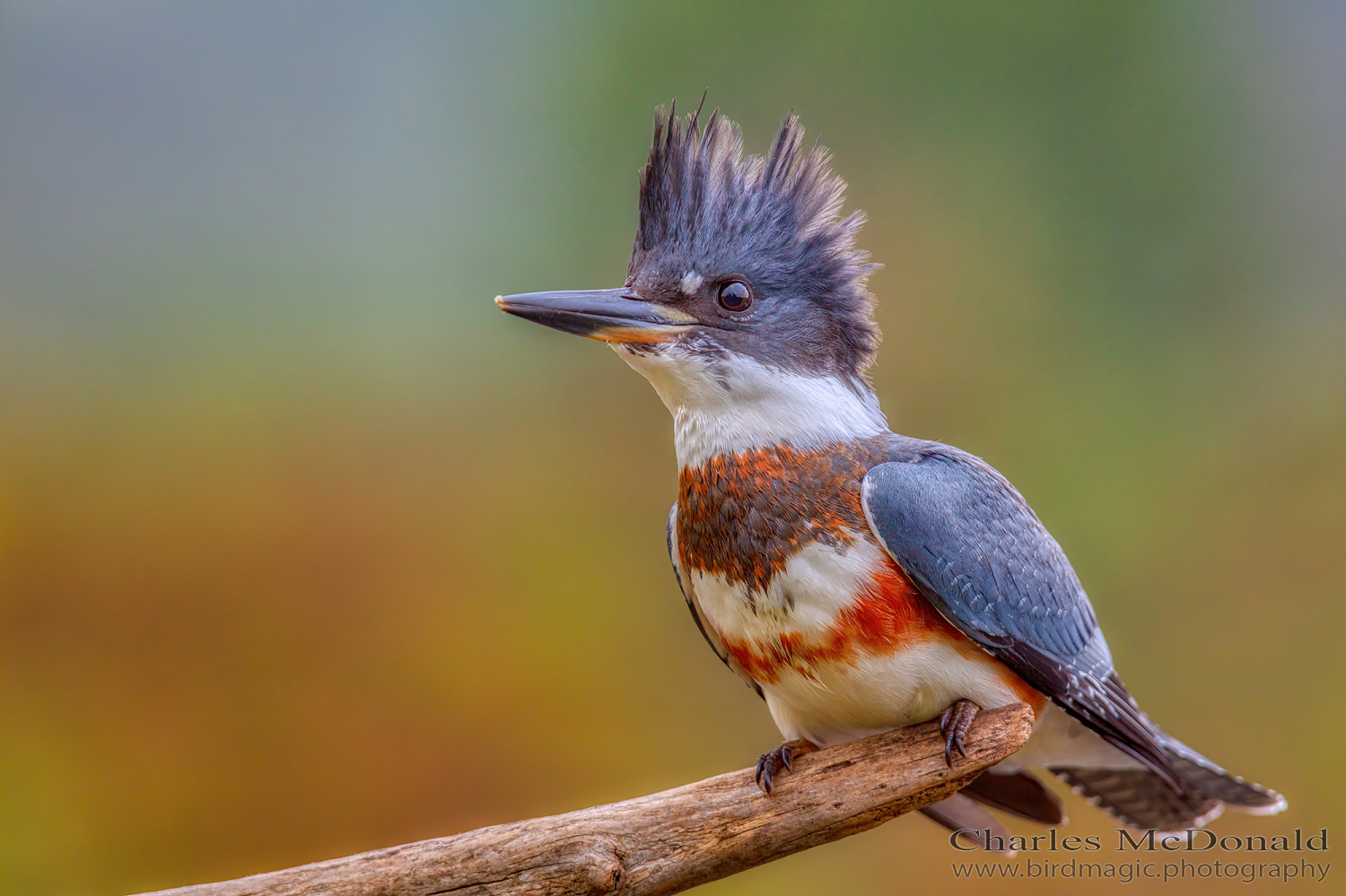 Belted Kingfisher