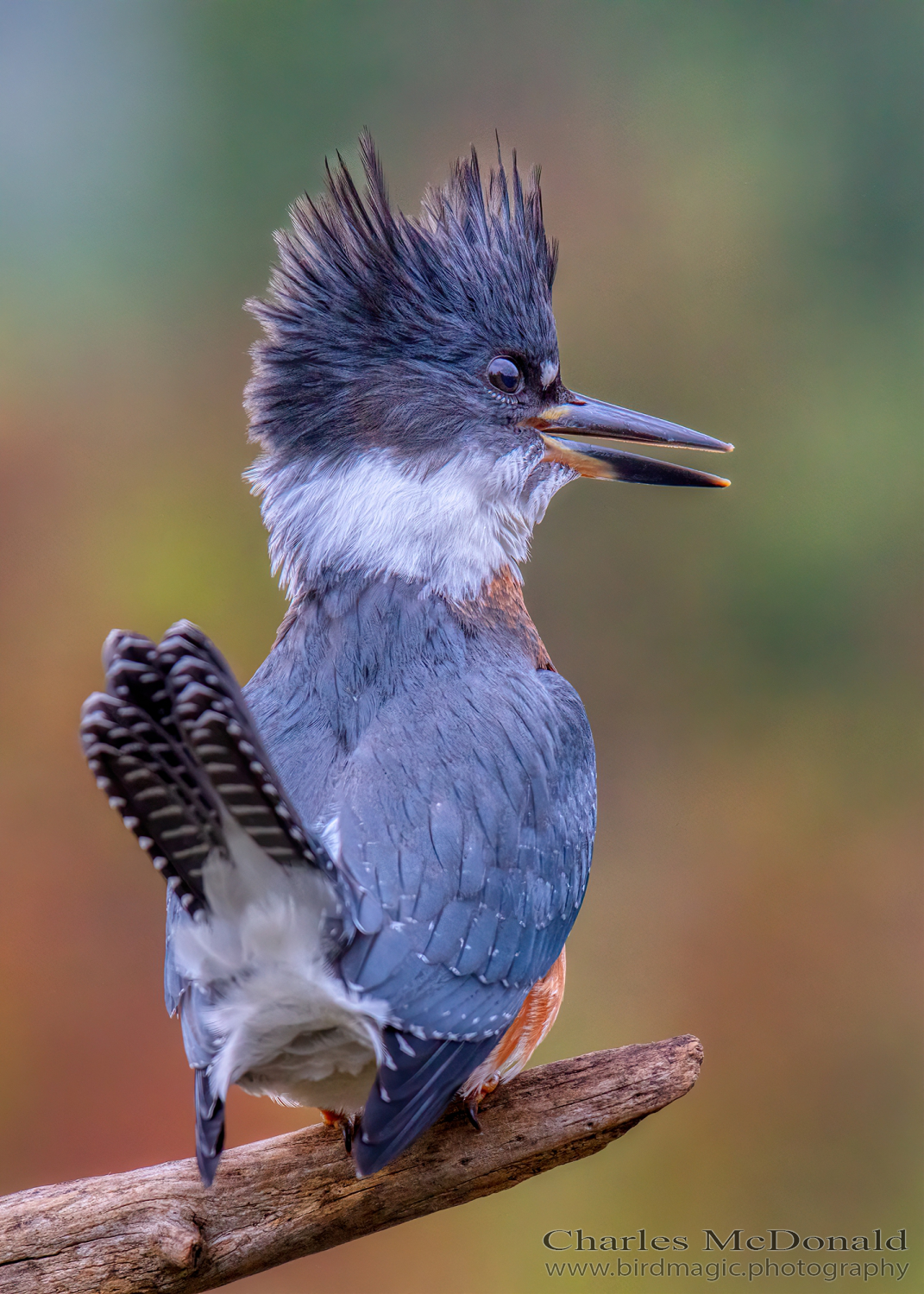 Belted Kingfisher