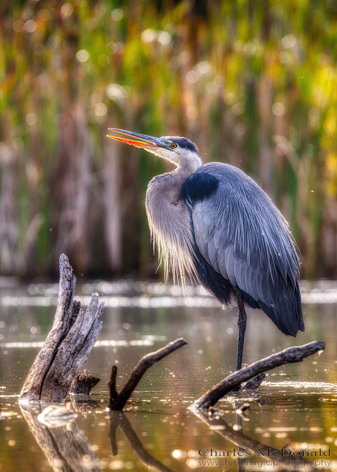 Great Blue Heron