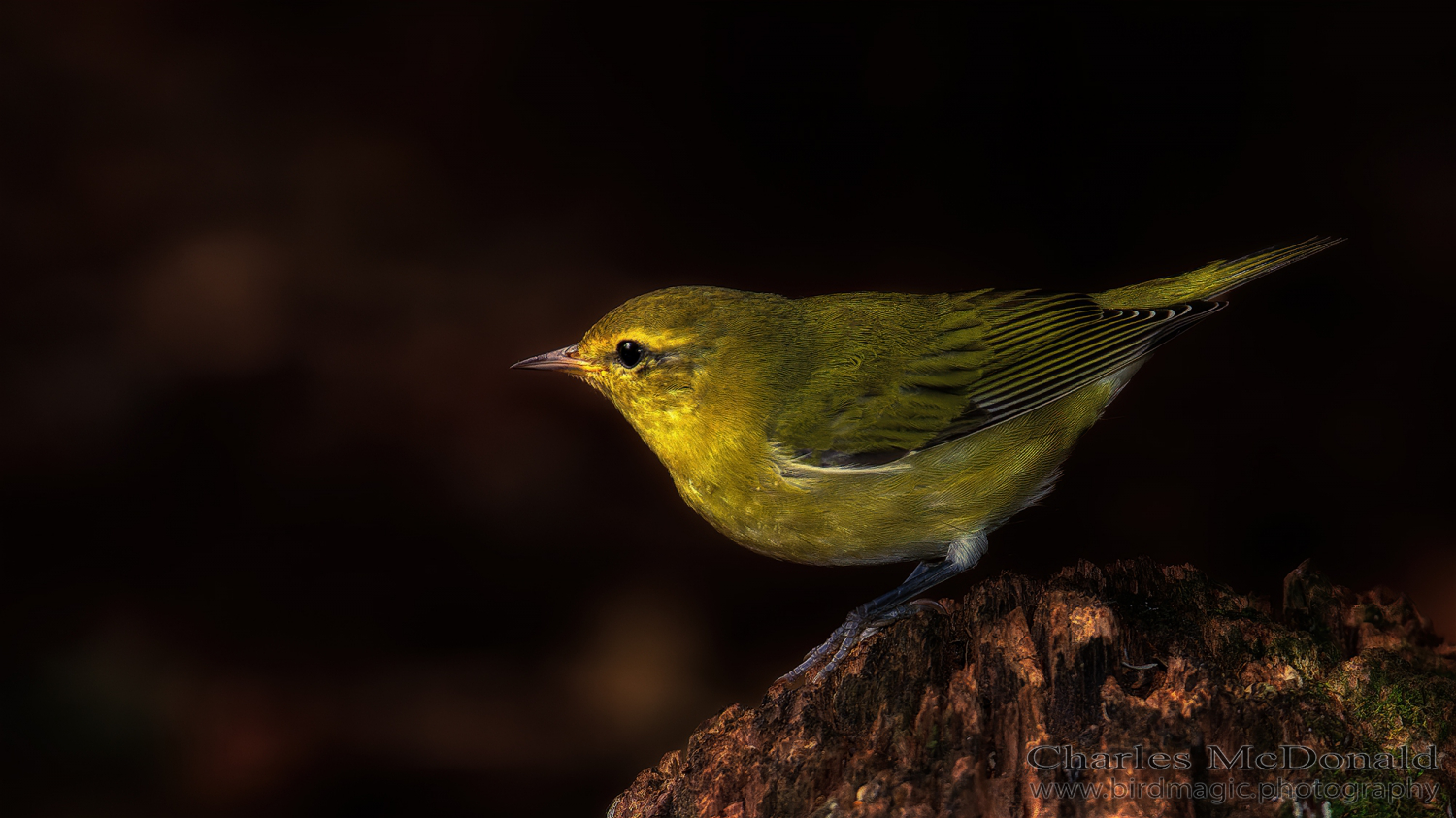 Tennessee Warbler