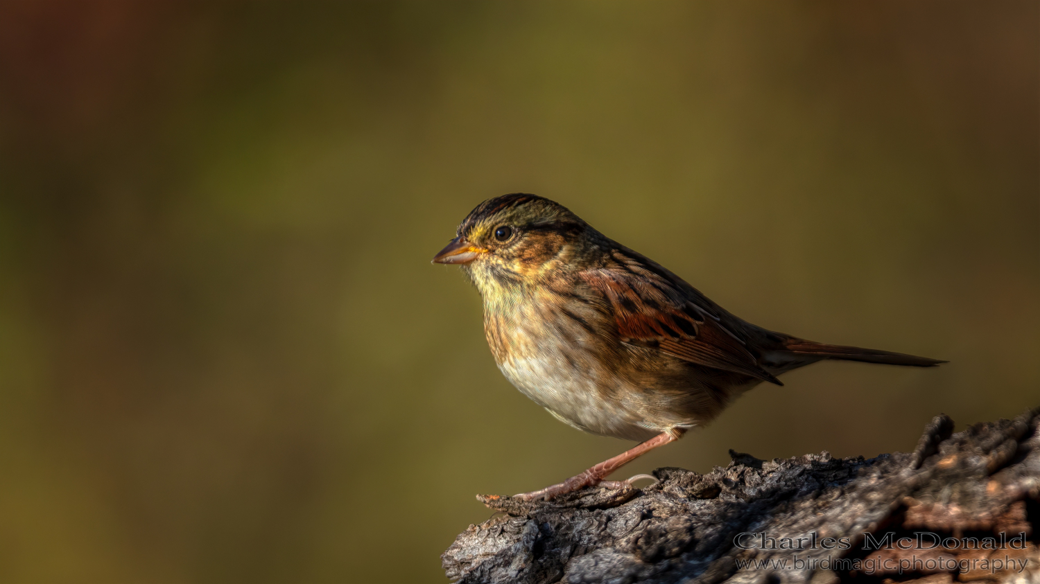 Swamp Sparrow