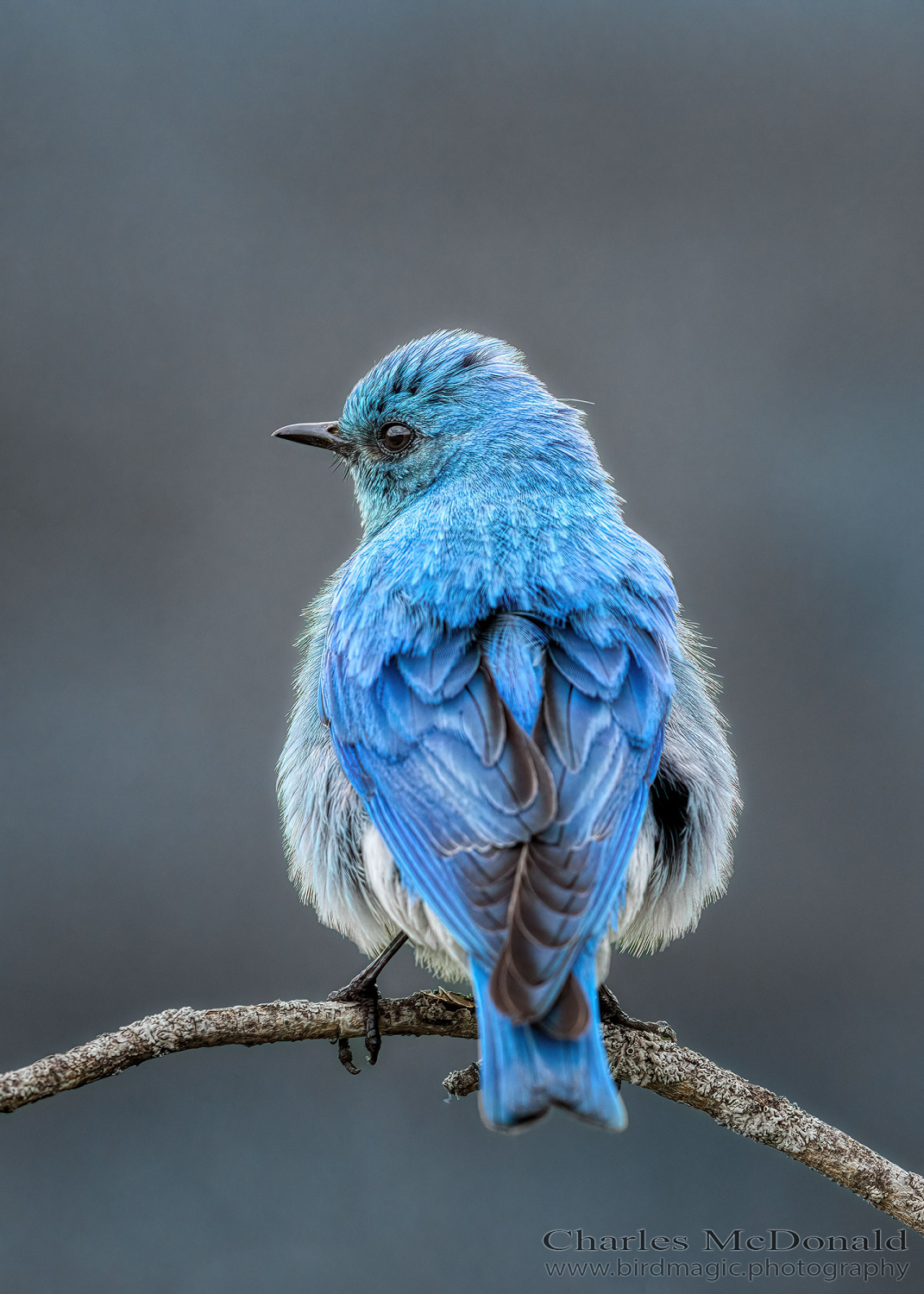 Mountain Bluebird