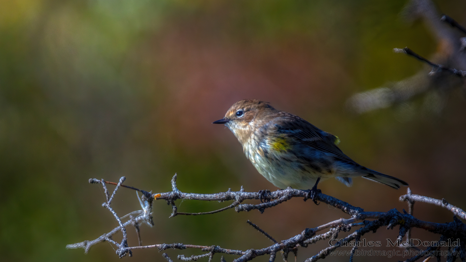 Yellow-rumped Warbler