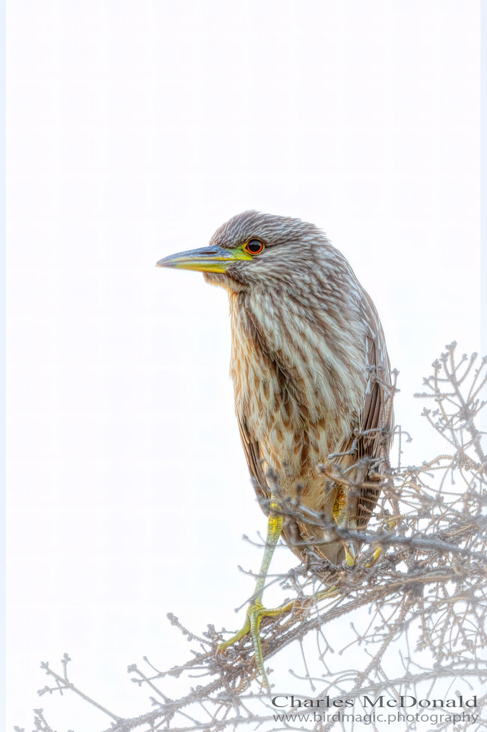 Black-crowned Night-Heron