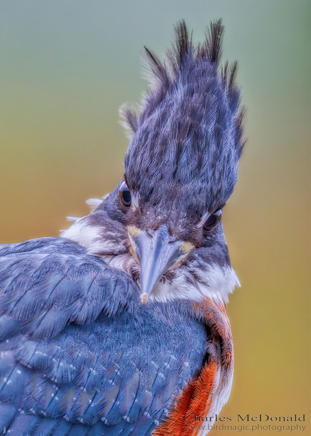 Belted Kingfisher