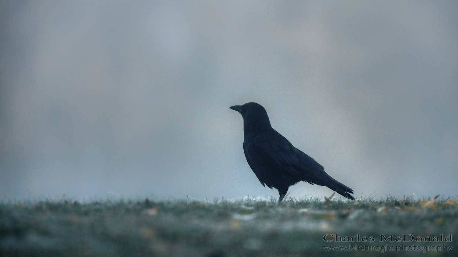 American Crow