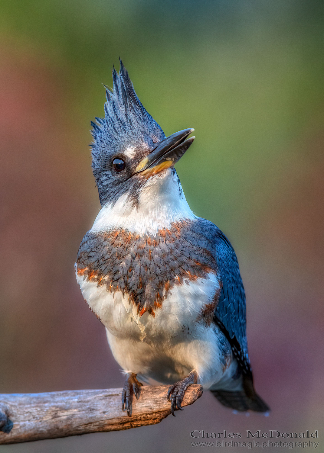 Belted Kingfisher