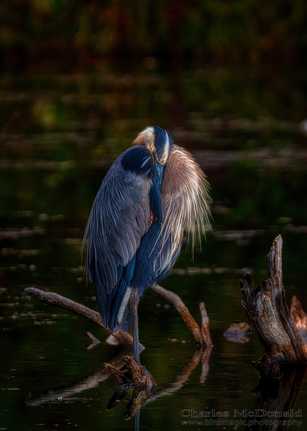 Great Blue Heron