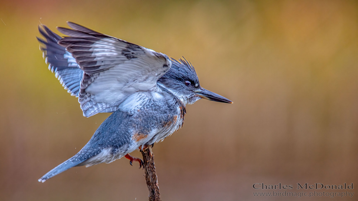 Belted Kingfisher