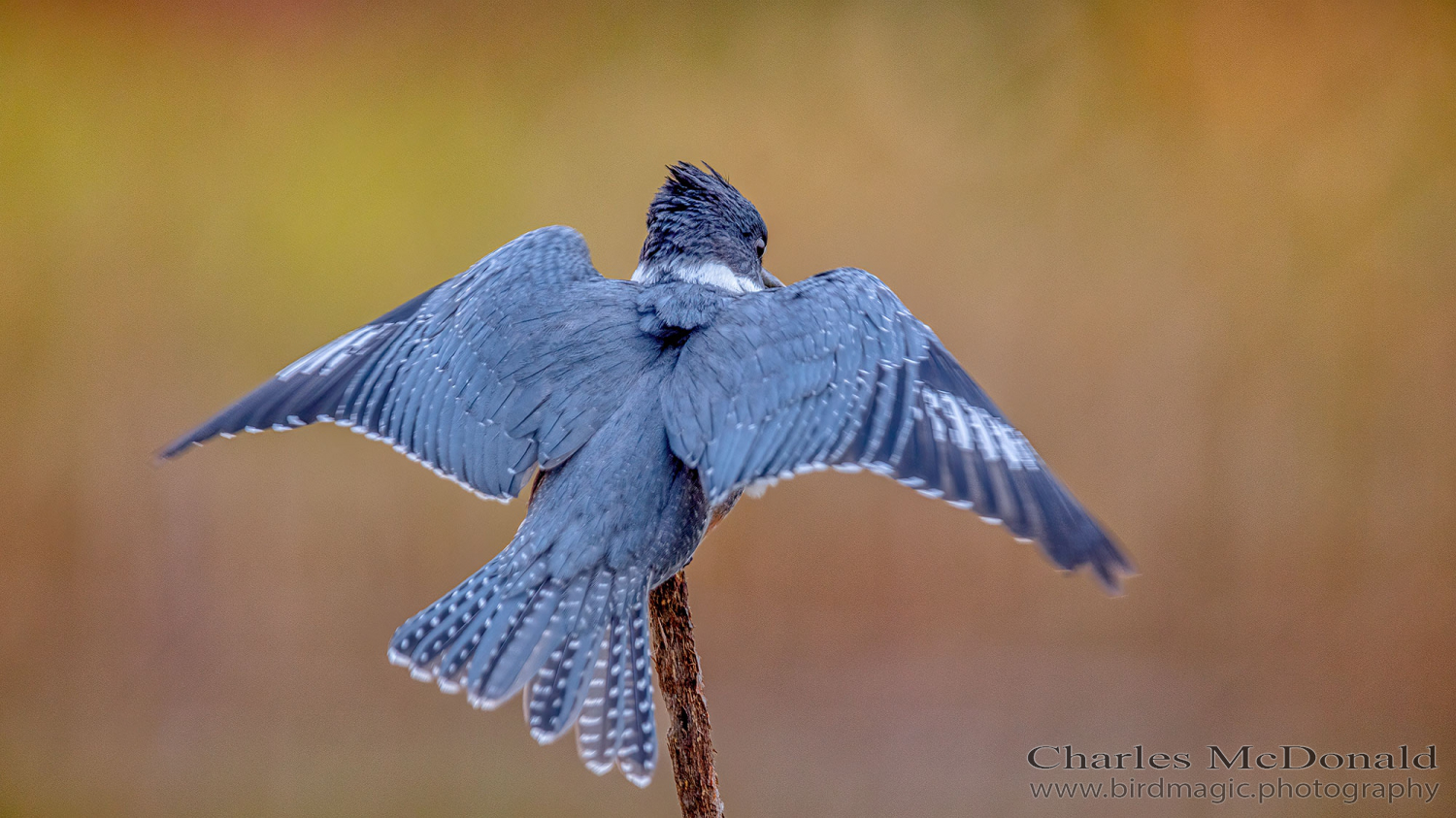 Belted Kingfisher