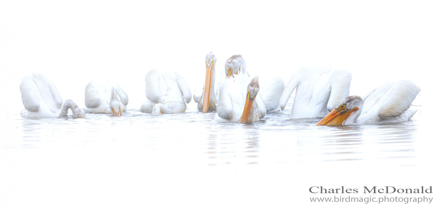 American White Pelican