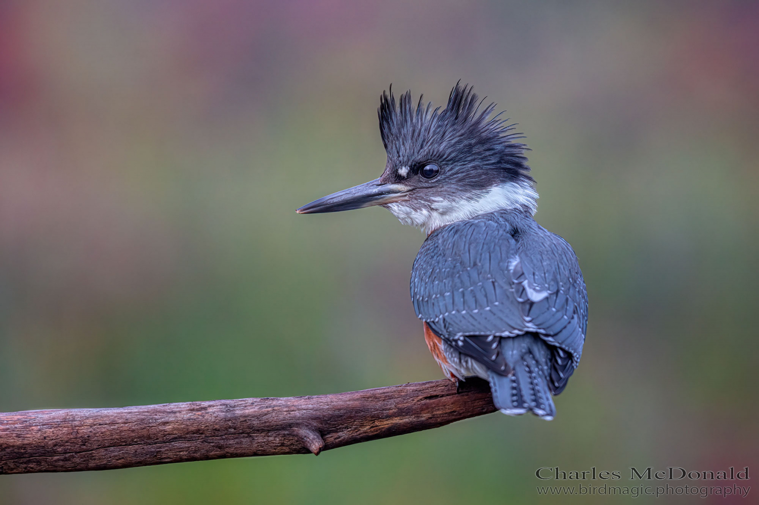 Belted Kingfisher