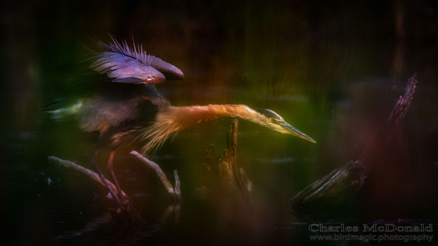 Great Blue Heron