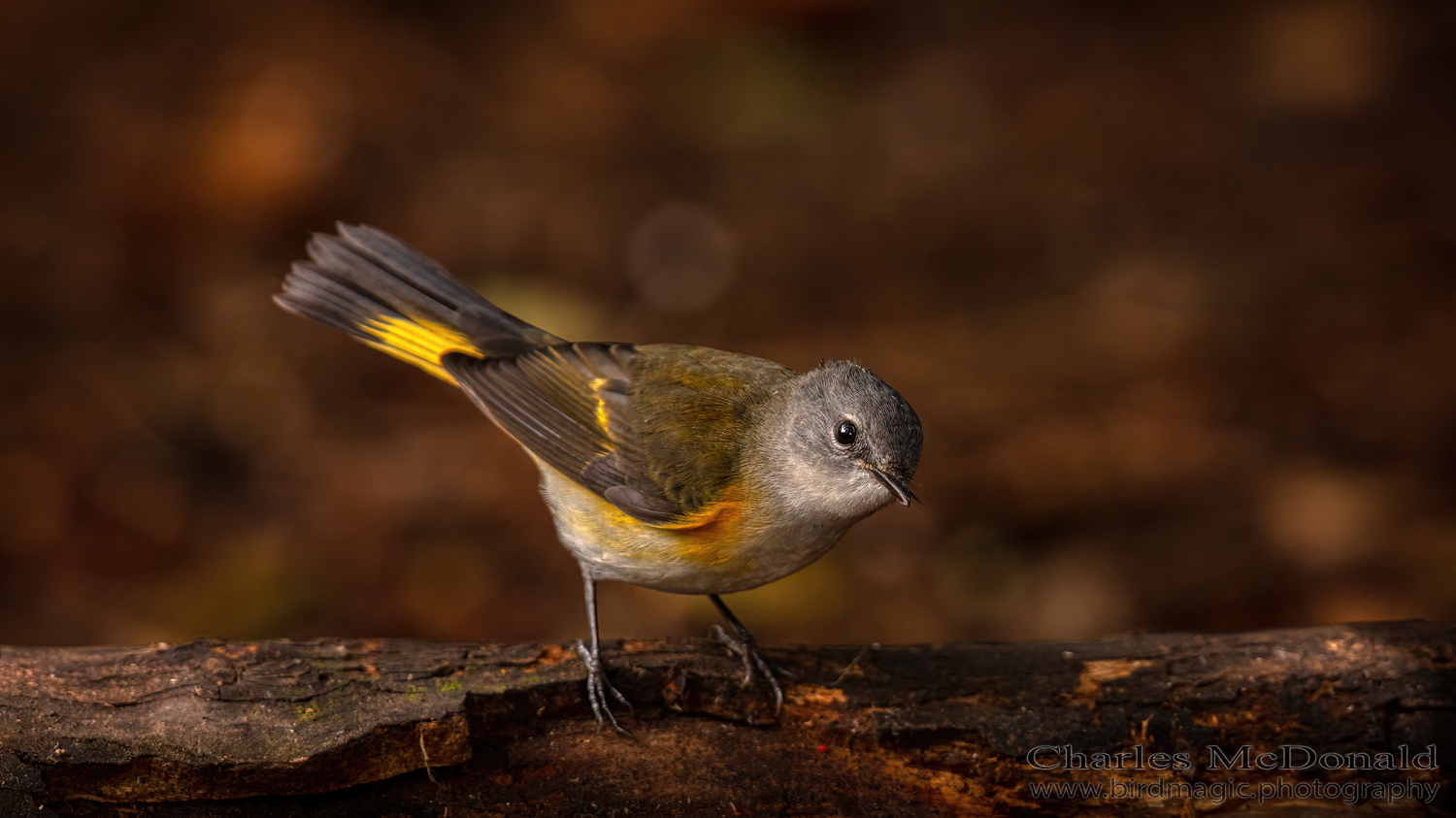 American Redstart