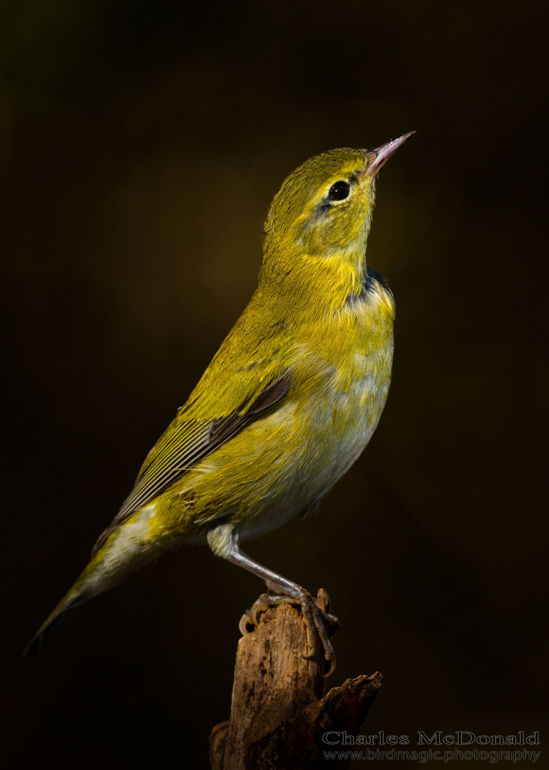 Tennessee Warbler