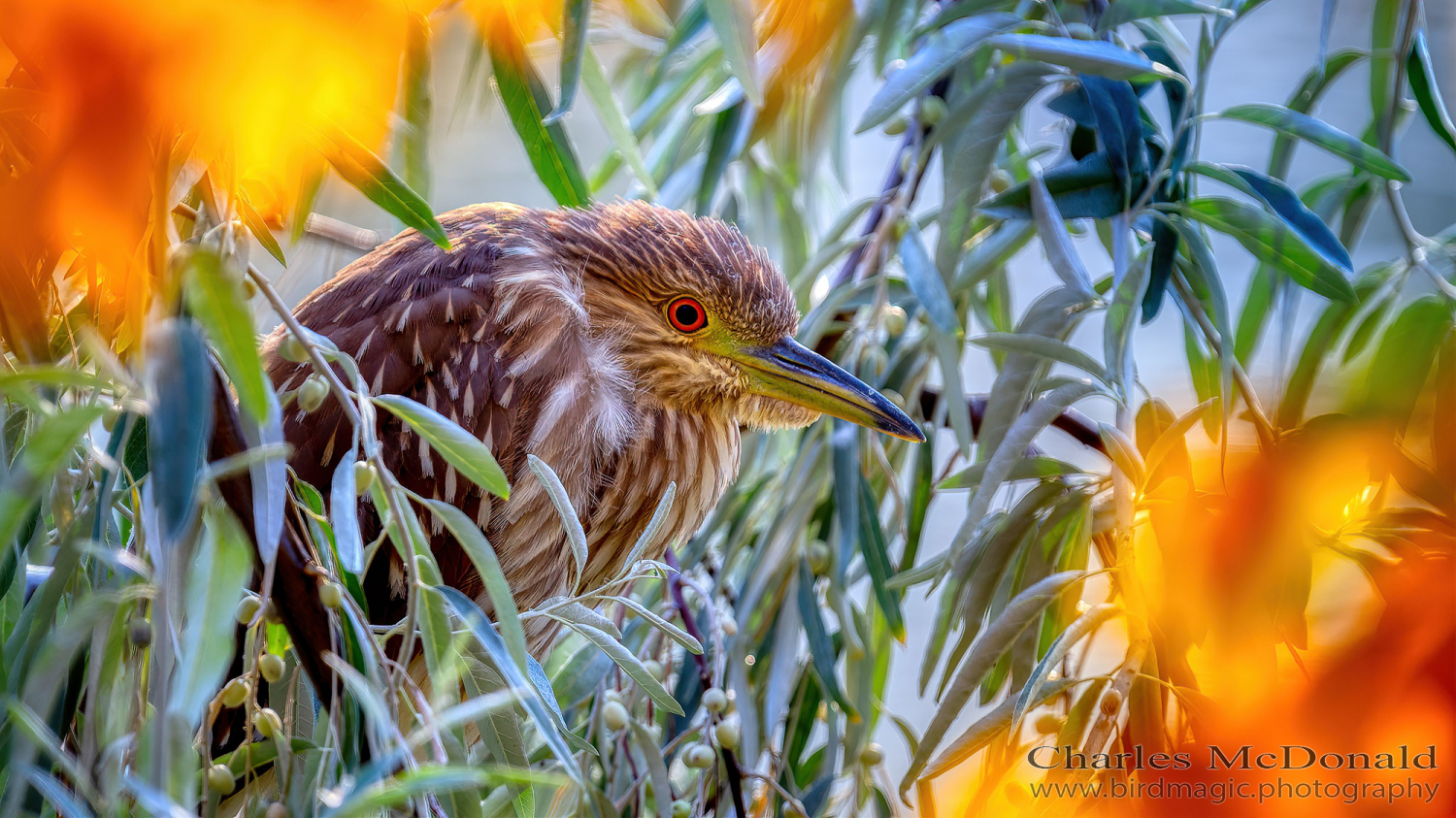 Black-crowned Night-Heron