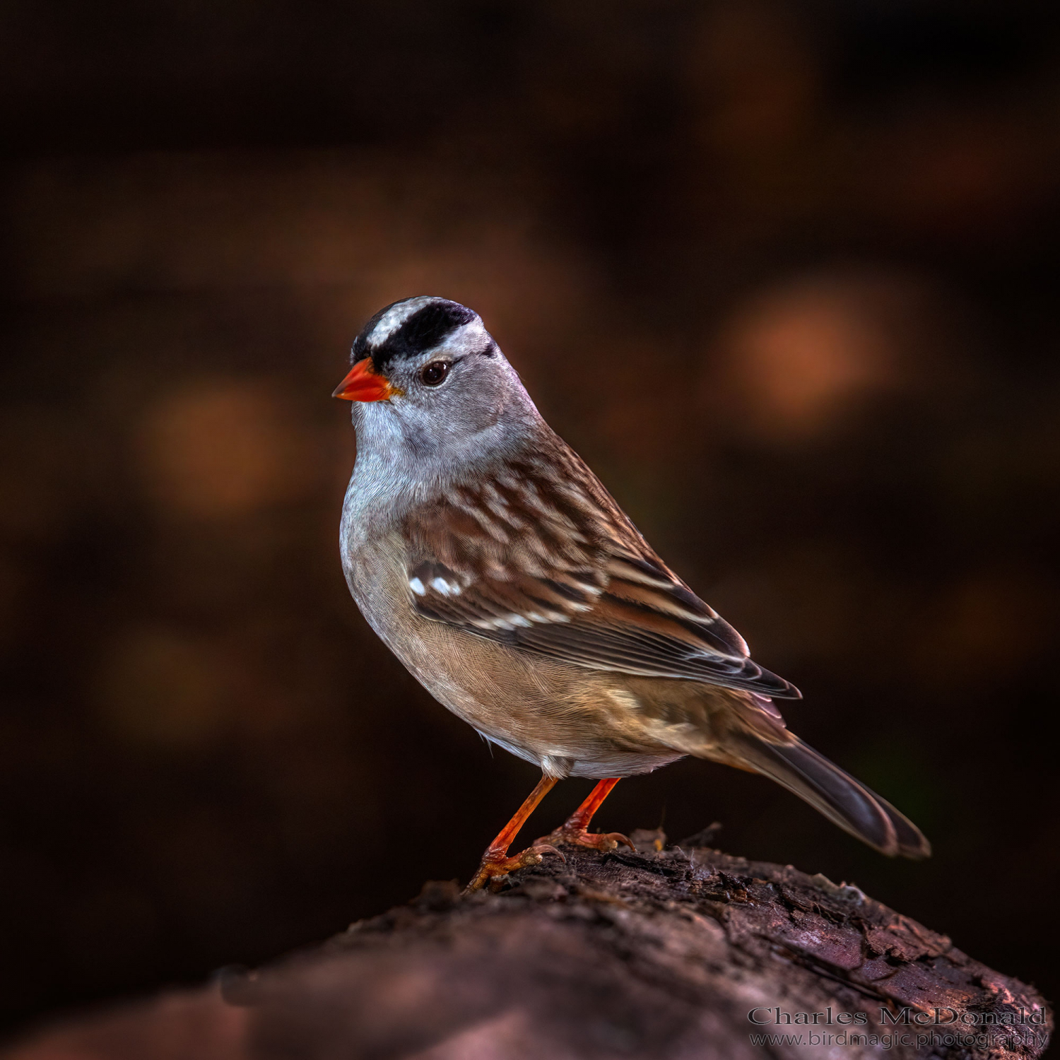 White-crowned Sparrow