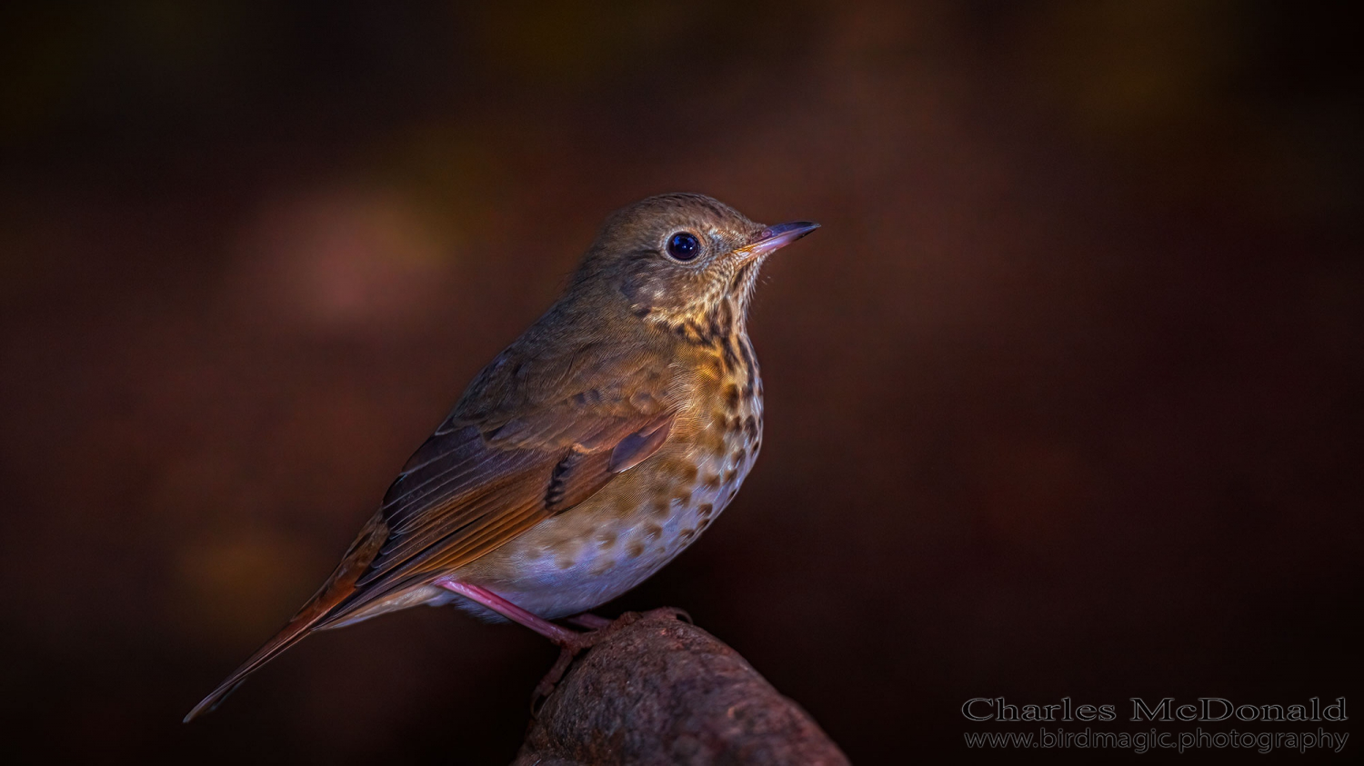 Hermit Thrush