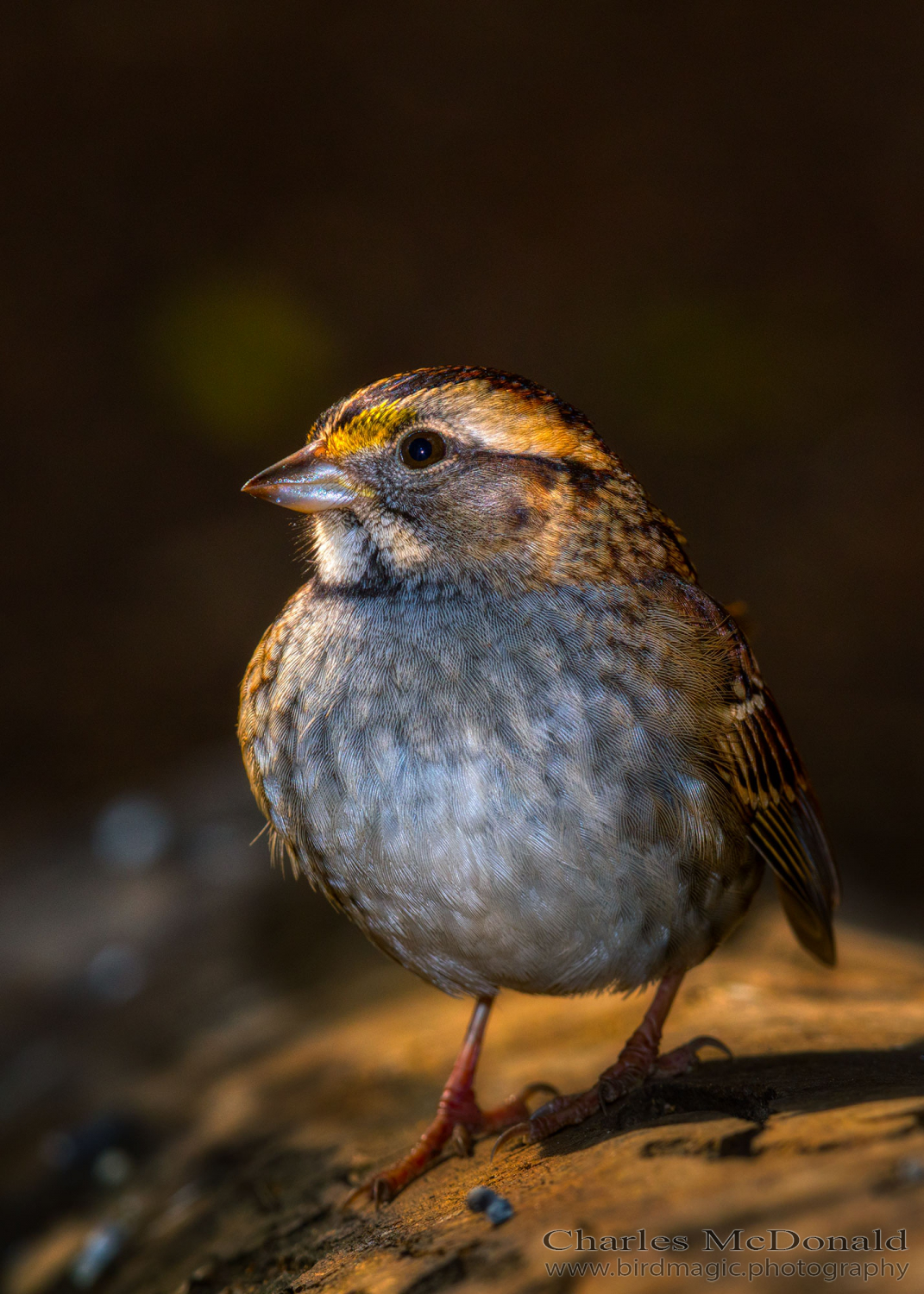 White-throated Sparrow