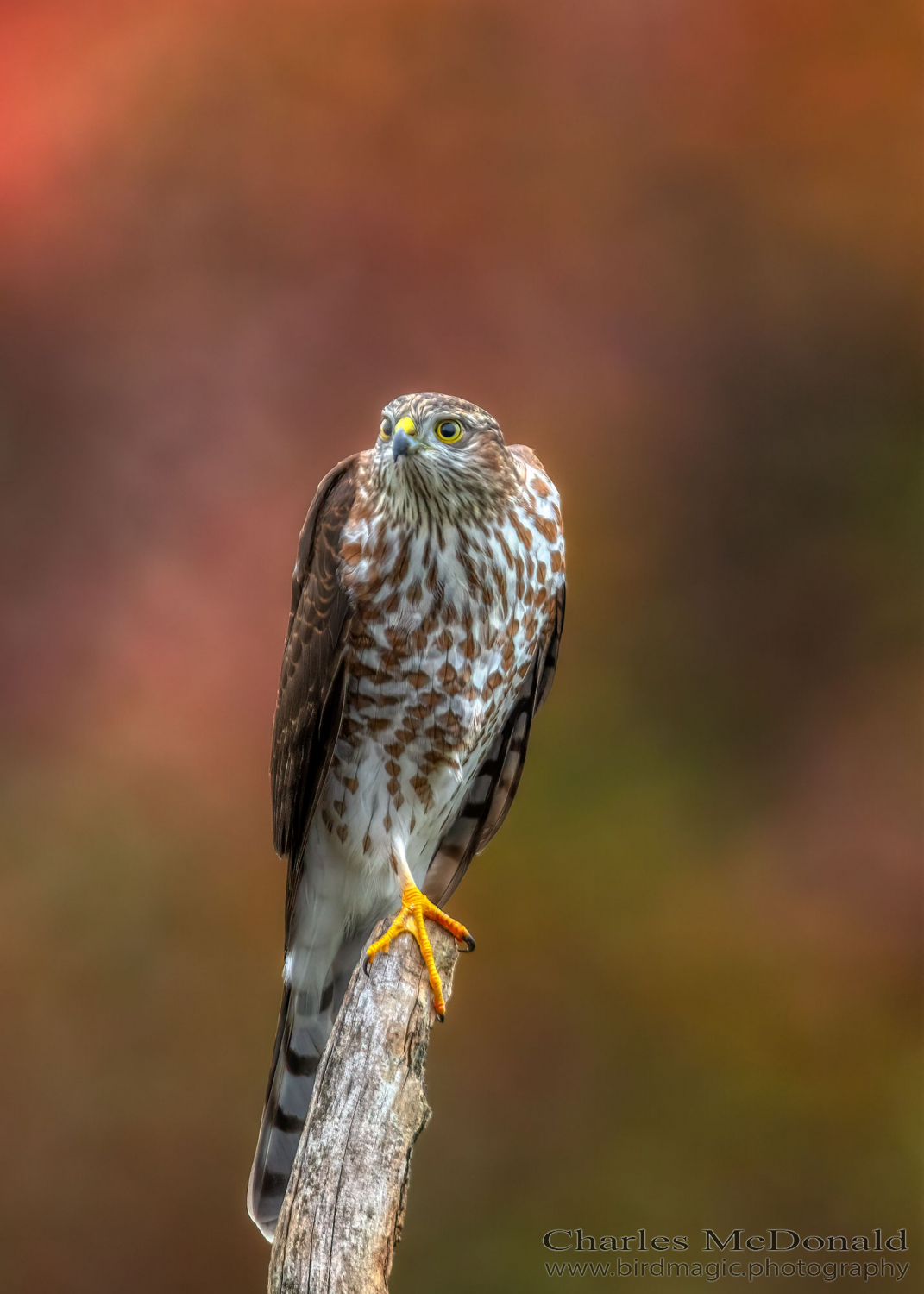 Sharp-shinned Hawk