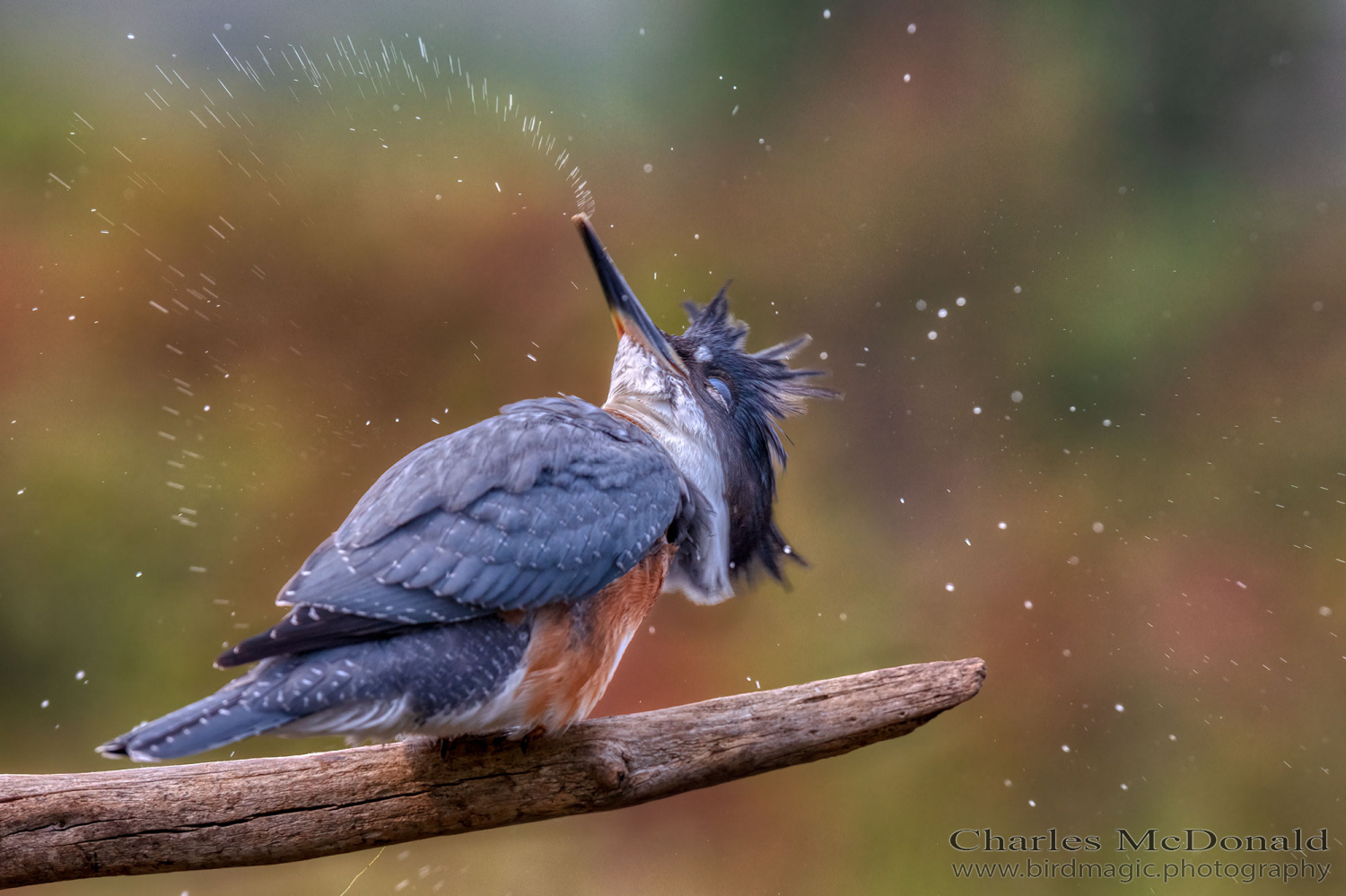 Belted Kingfisher