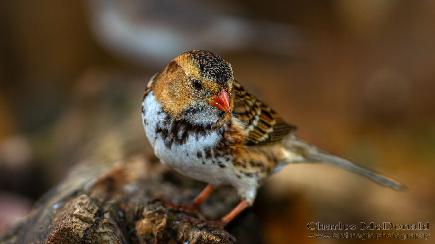 Harris's Sparrow