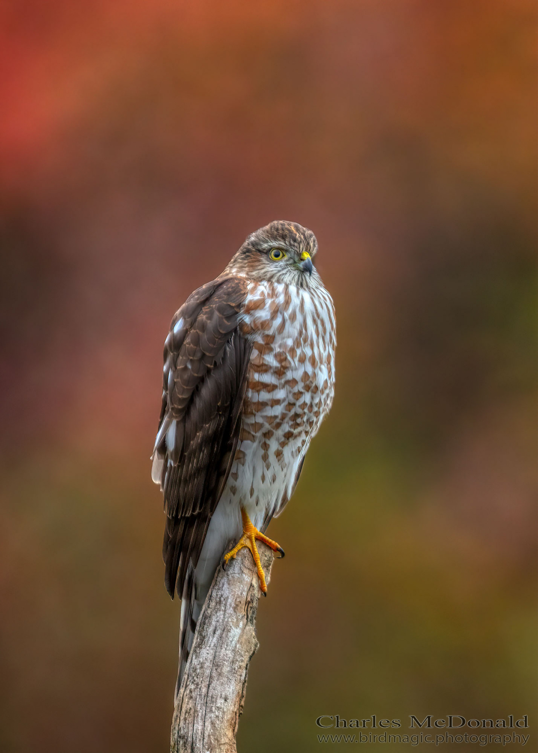 Sharp-shinned Hawk