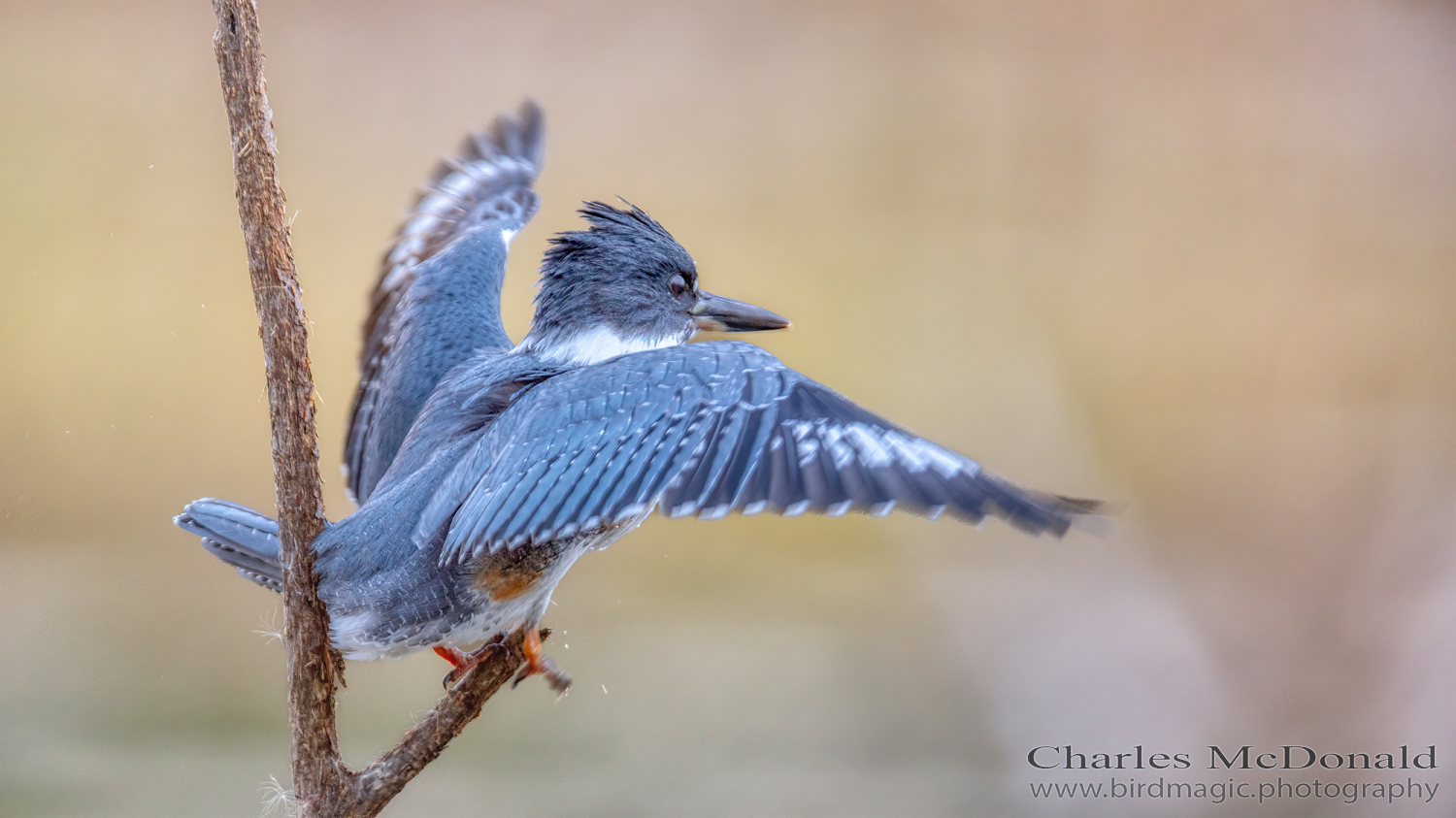 Belted Kingfisher