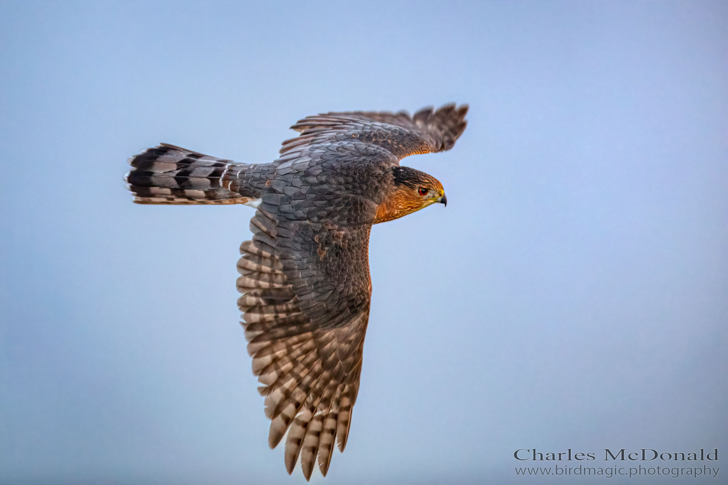 Sharp-shinned Hawk