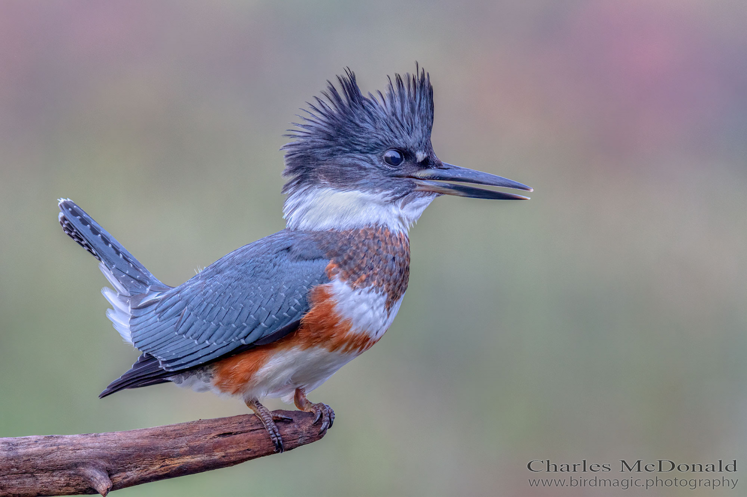 Belted Kingfisher