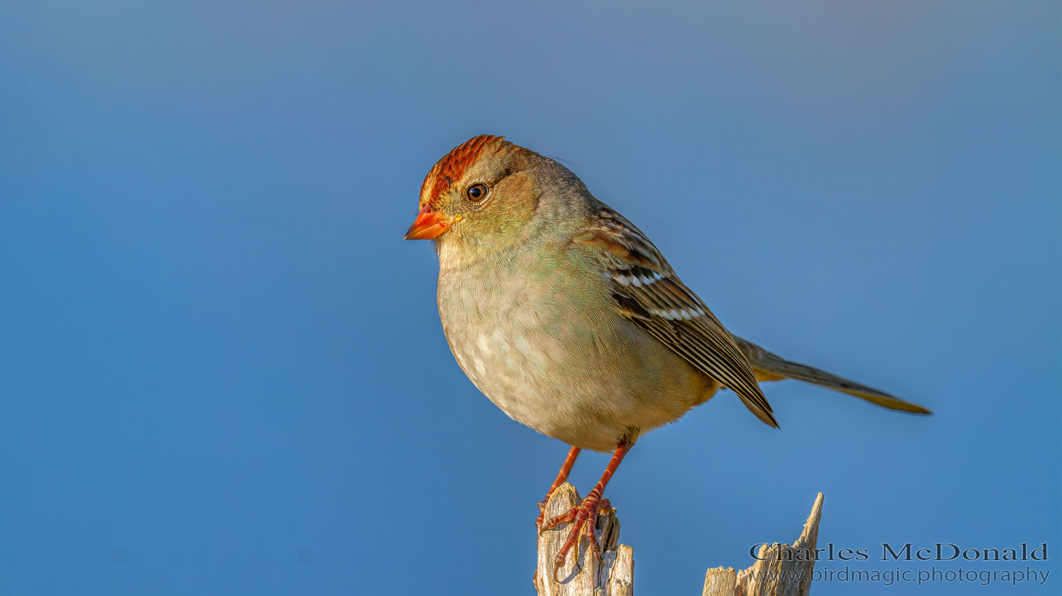 White-crowned Sparrow