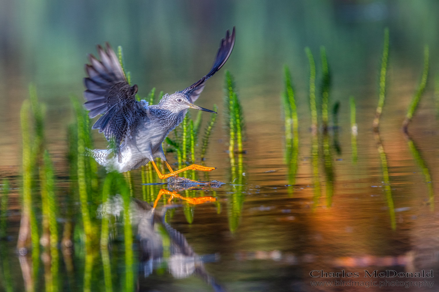 Lesser Yellowlegs