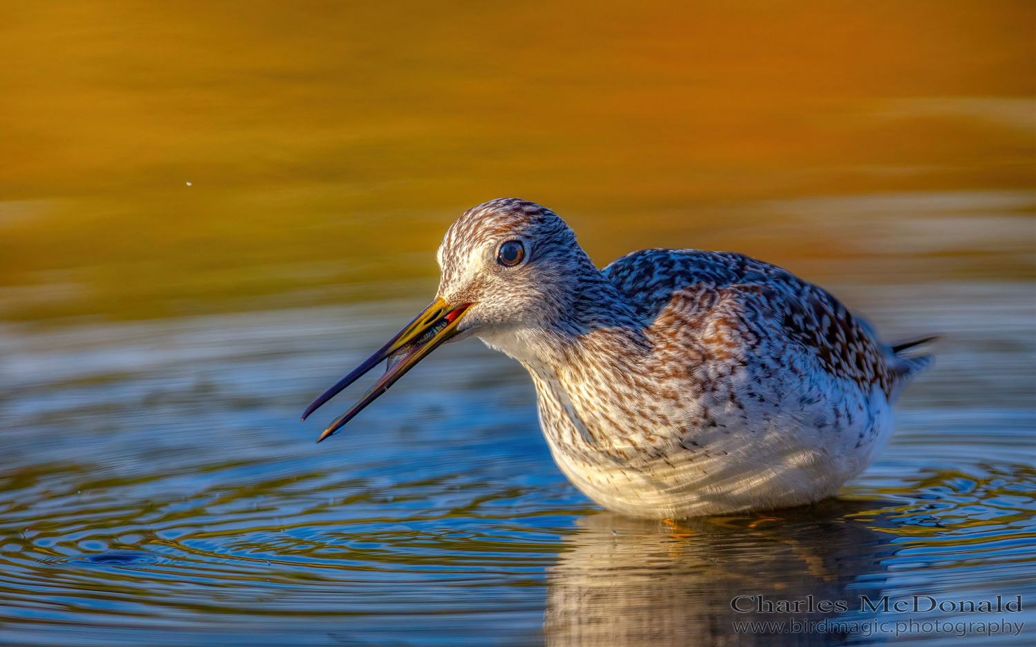 Lesser Yellowlegs