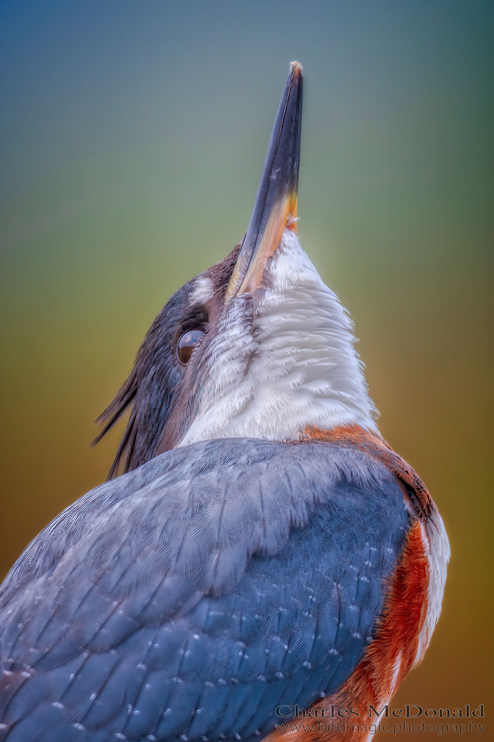 Belted Kingfisher