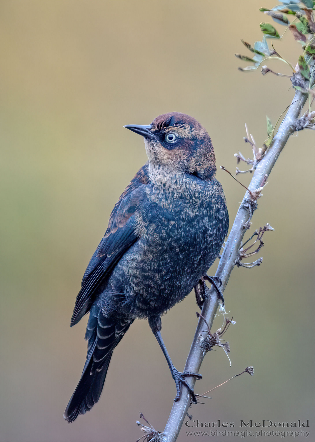 Rusty Blackbird