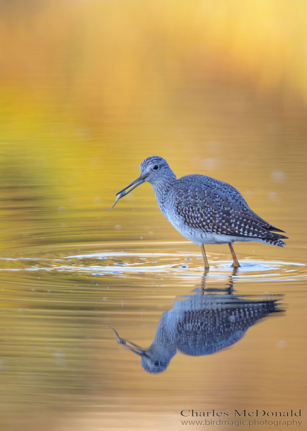 Lesser Yellowlegs