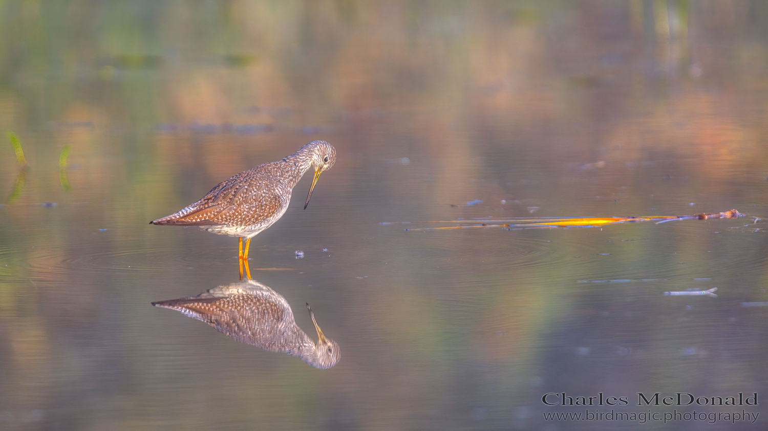 Lesser Yellowlegs