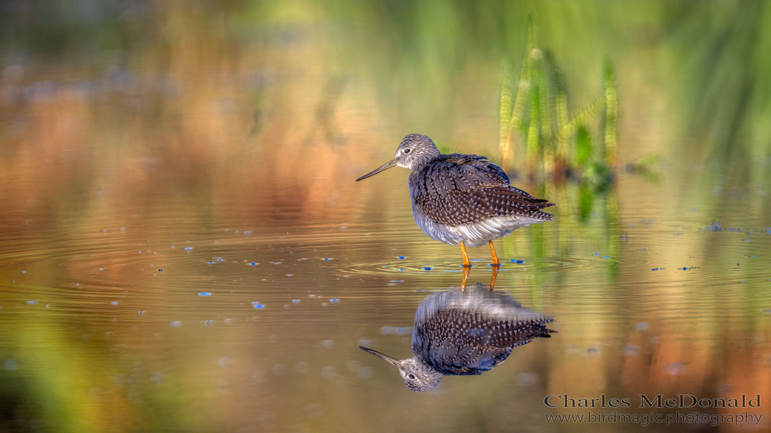 Lesser Yellowlegs