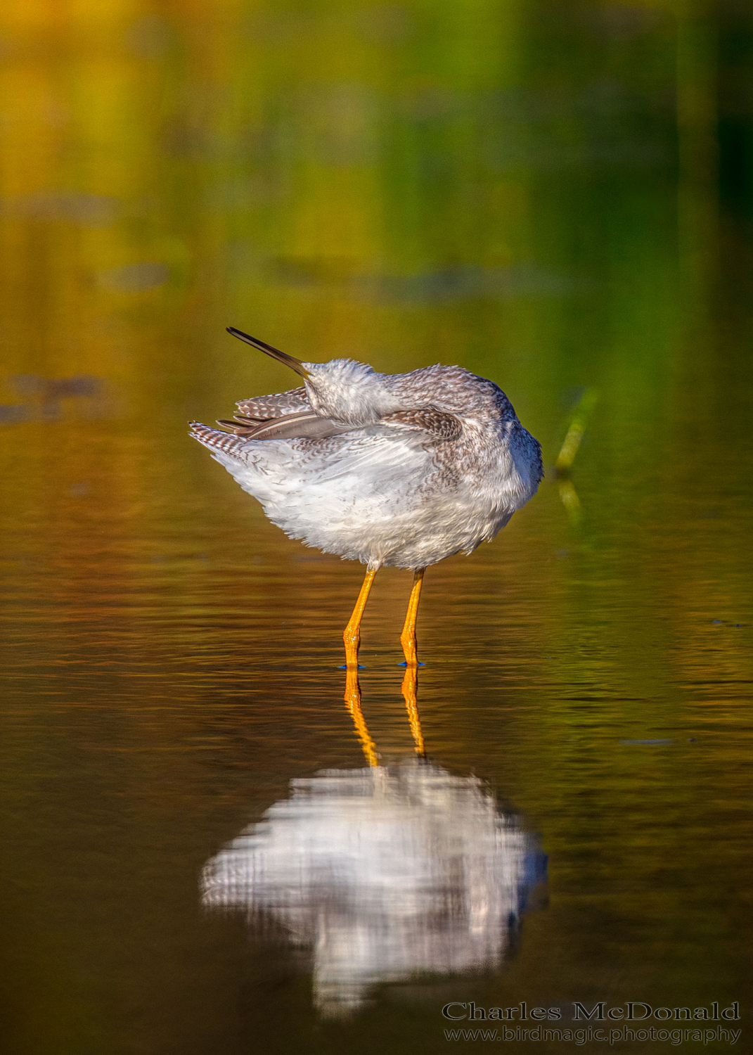 Lesser Yellowlegs