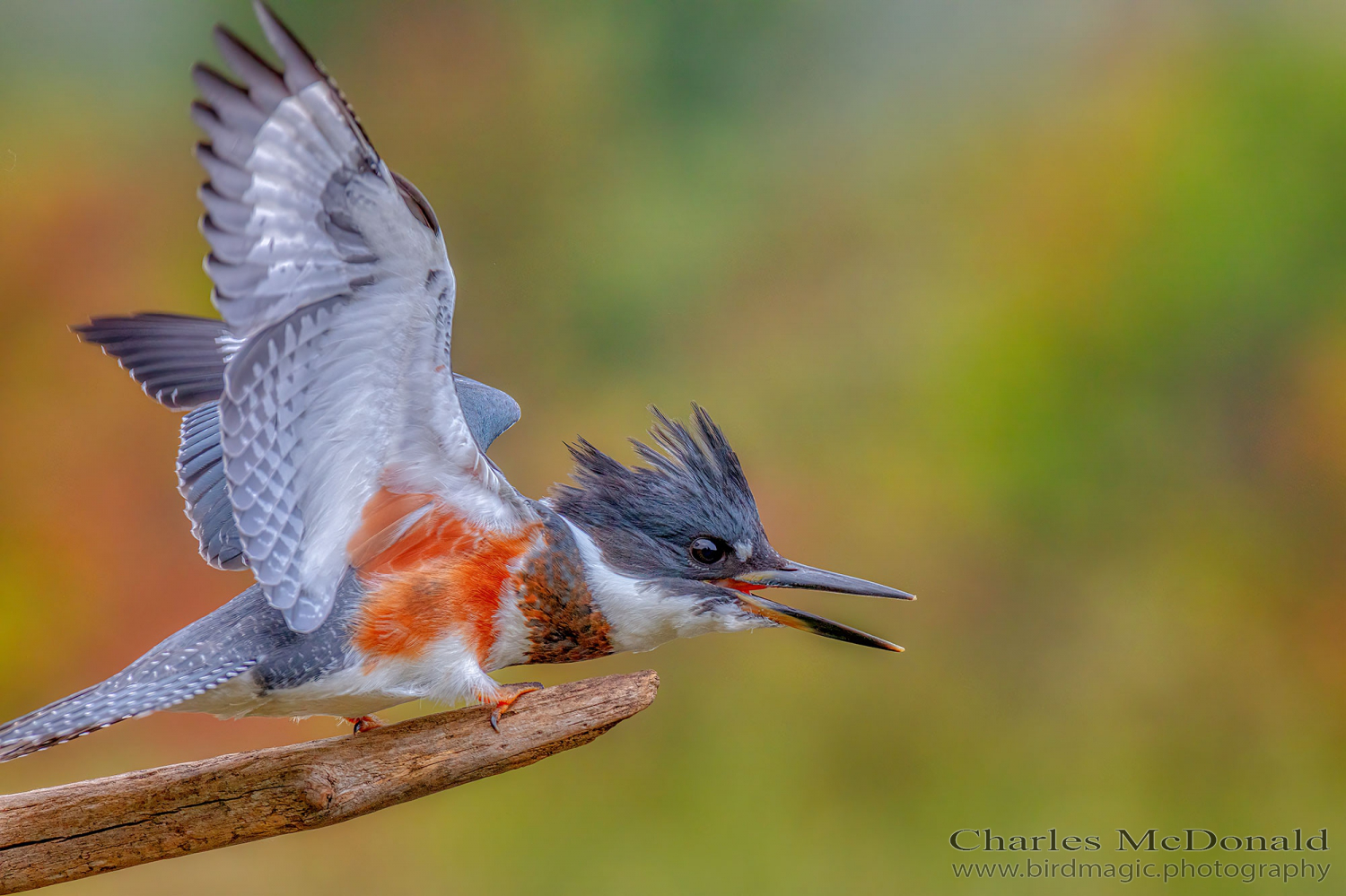 Belted Kingfisher