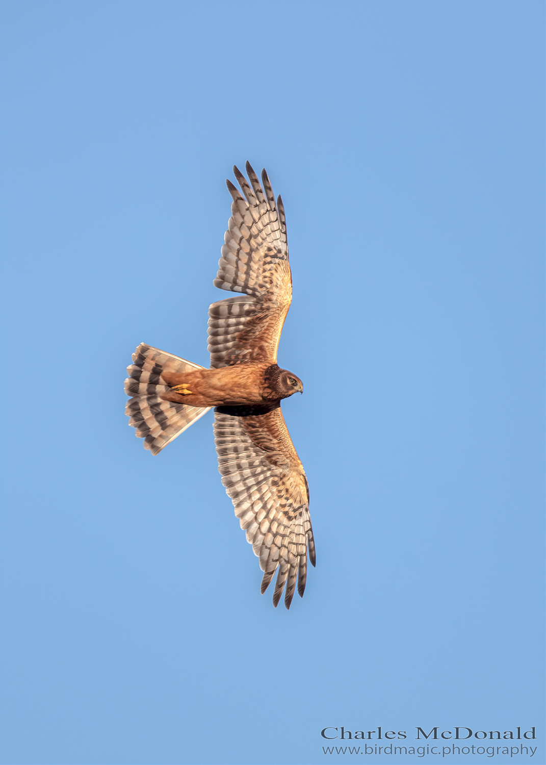 Northern Harrier