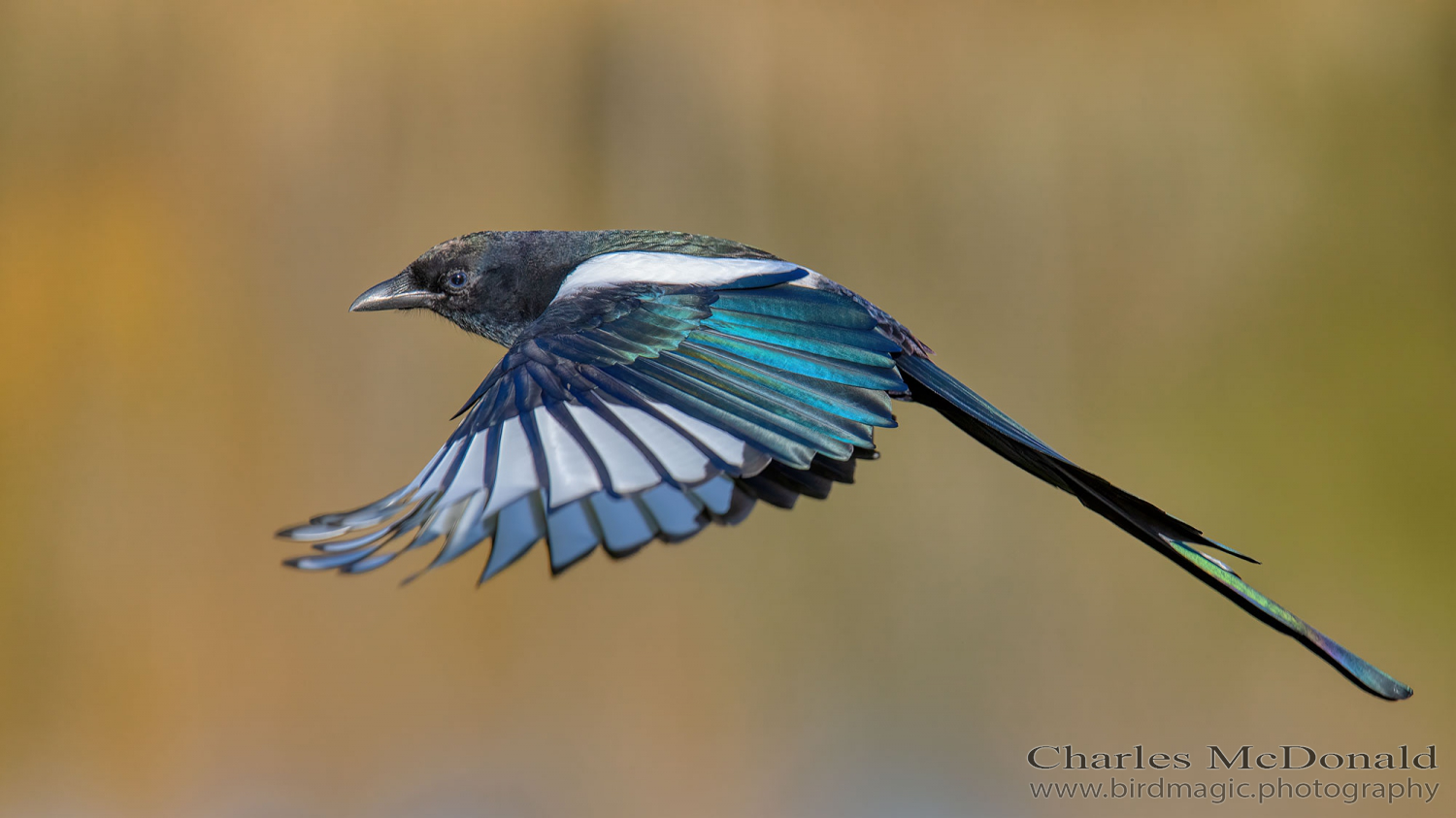 Black-billed Magpie