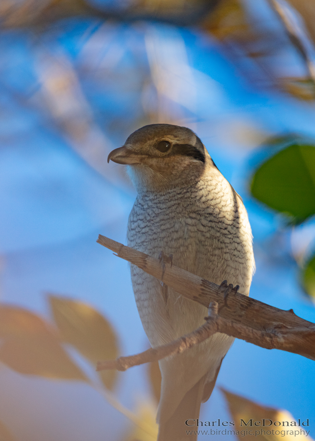 Northern Shrike